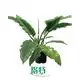 Narrow Philodendron: Low Light Adaptation & Variety 1