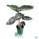 Pink Dragon Alocasia: Superior Quality for Ornamental Plants 1