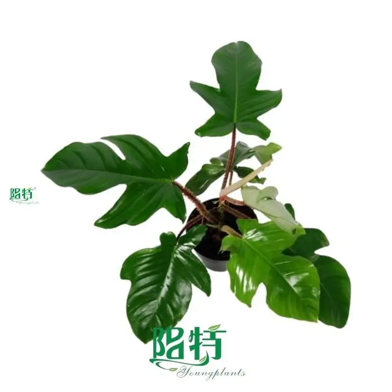 Philodendron Squamiferum: Easy Care Indoor Plant | Philo Xanadu 1
