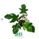 Philodendron Squamiferum: Easy Care Indoor Plant | Philo Xanadu 1