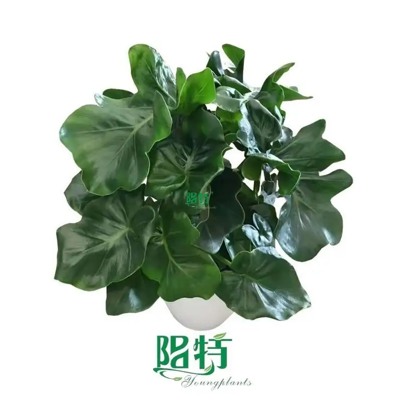 Super Atom Philodendron: Dark Green Wavy Leaves 1