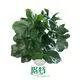 Super Atom Philodendron: Dark Green Wavy Leaves 1