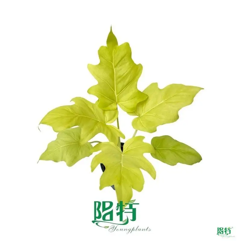 Philodendron Warscewiczii Flavum - Aesthetic Low Light Adaption 1
