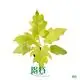 Philodendron Warscewiczii Flavum - Aesthetic Low Light Adaption 1