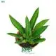 Philodendron Martianum: Low Light & Easy Care 1