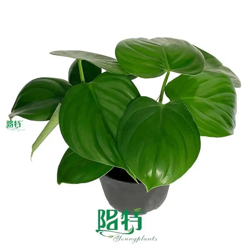 Philodendron Seedlings: Wide Variety for Low-Light Environments 1