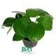 Philodendron Seedlings: Wide Variety for Low-Light Environments 1