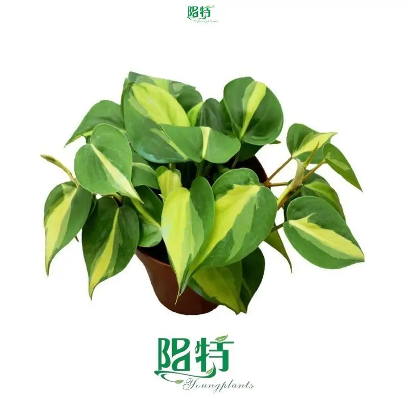 Philodendron Brazil Seedling - Low Light Adaptation 1