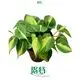 Philodendron Brazil Seedling - Low Light Adaptation 1