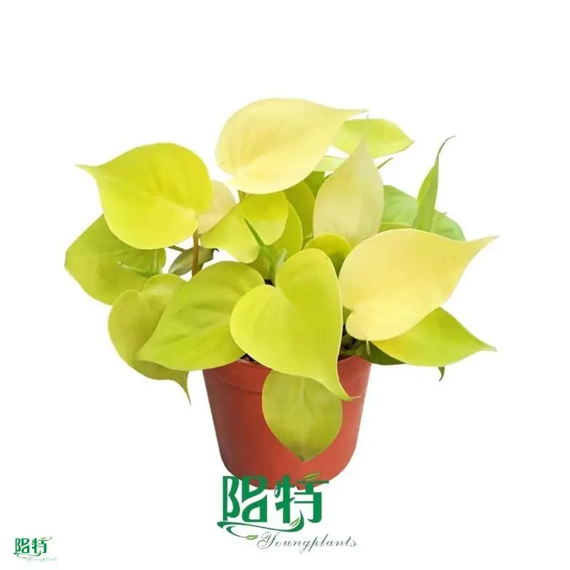 Philodendron Lemon Lime: Low Light Endurance, 40 Varieties avail. 1