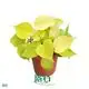 Philodendron Lemon Lime: Low Light Endurance, 40 Varieties avail. 1