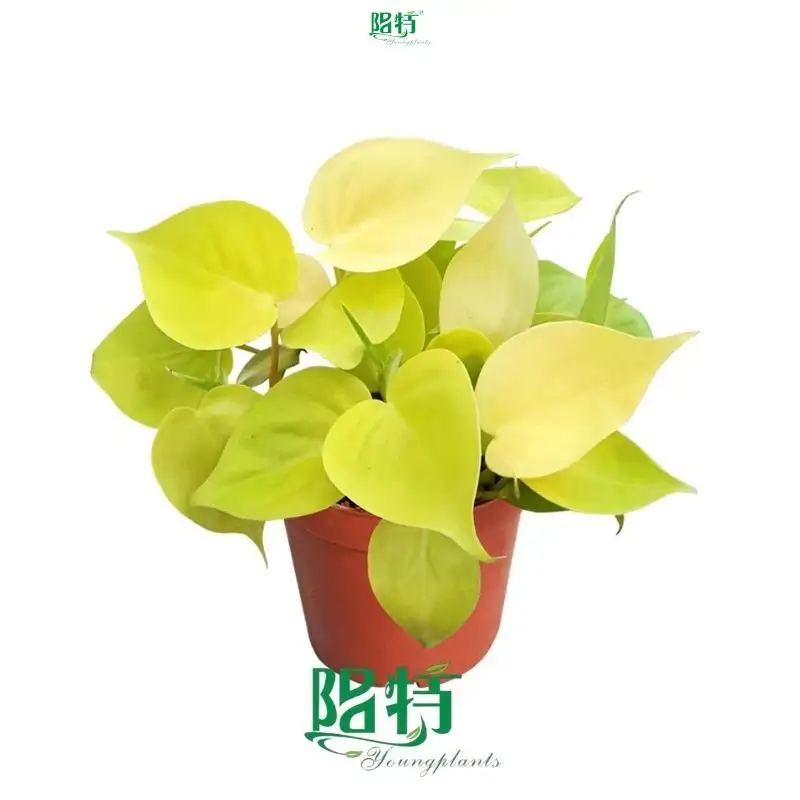Philodendron Hederaceum Lemon Lime - Buy Now! 1