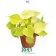 Philodendron Hederaceum Lemon Lime - Buy Now! 1