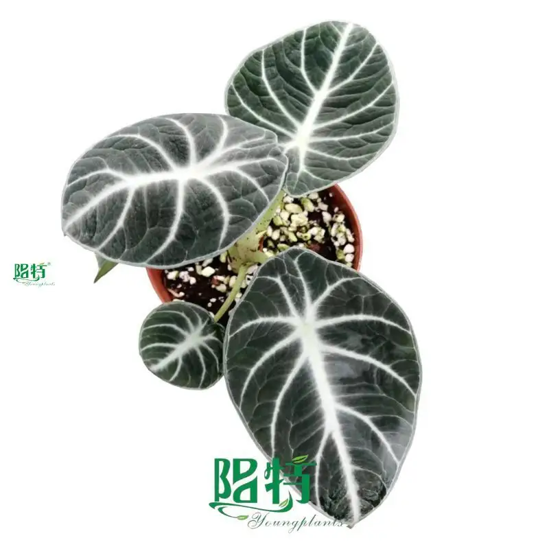Ninja Alocasia: Exquisite Tropical Plant with Dark Foliage 1