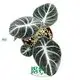 Ninja Alocasia: Exquisite Tropical Plant with Dark Foliage 1
