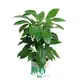 Schefflera Alpine Indoor Plants - World-Leading Technology 1