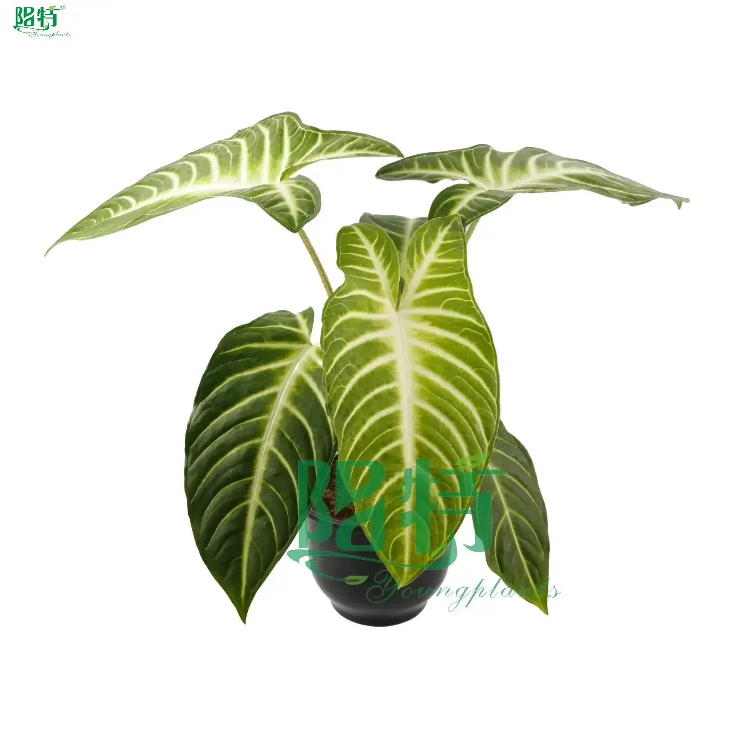 Xanthosoma Tissue Culture Plants - Multi-Functional & Customizable 1