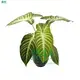 Xanthosoma Tissue Culture Plants - Multi-Functional & Customizable 1