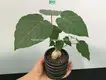 Yellow-Green Ficus Bonsai: Thrives in Moderate Sunlight & Humidity 1