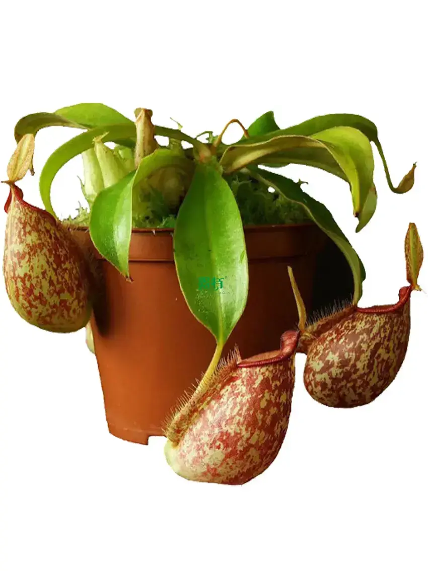 Advanced Nepenthes Hookeriana Insectivorous Live Plant 1
