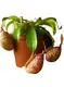 Advanced Nepenthes Hookeriana Insectivorous Live Plant 1