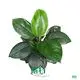 Sensational Spathiphyllum Wallisii: Optimal Technology for Flower & Gardening 1