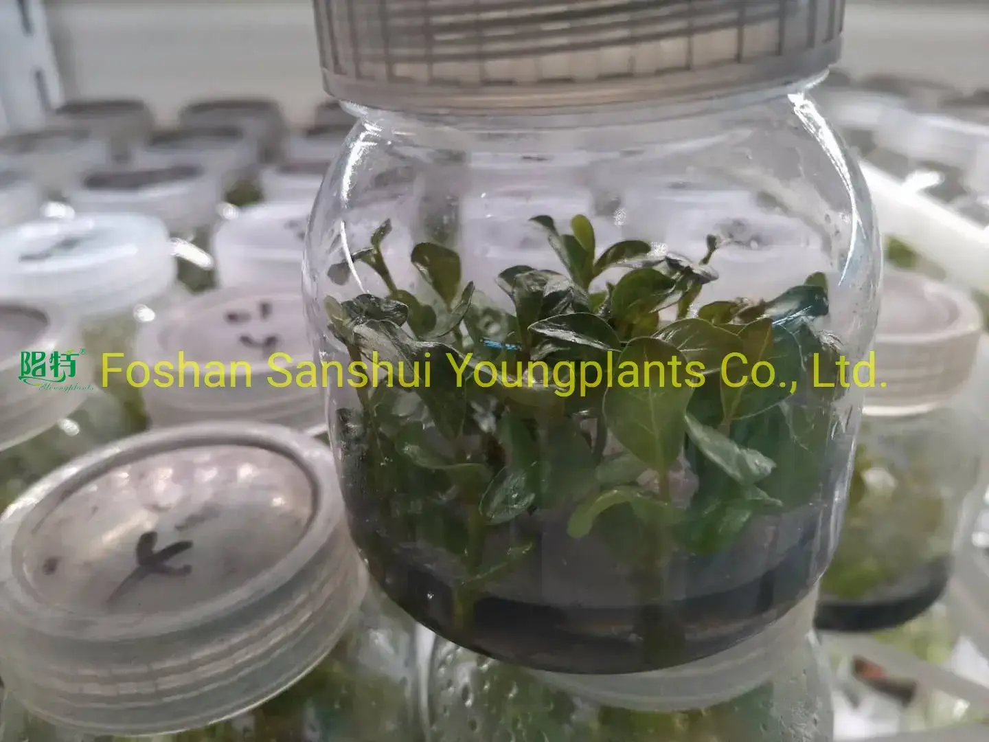 Coccoloba Uvifera Tissue Culture Young Plant - Wholesale from China 1
