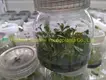 Coccoloba Uvifera Tissue Culture Young Plant - Wholesale from China 1