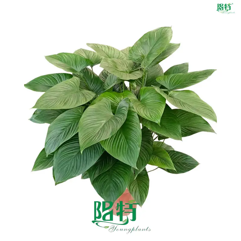 Homalomena Tissue Culture Plant Wholesale - High Quality & Affordable 1