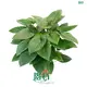 Homalomena Tissue Culture Plant Wholesale - High Quality & Affordable 1