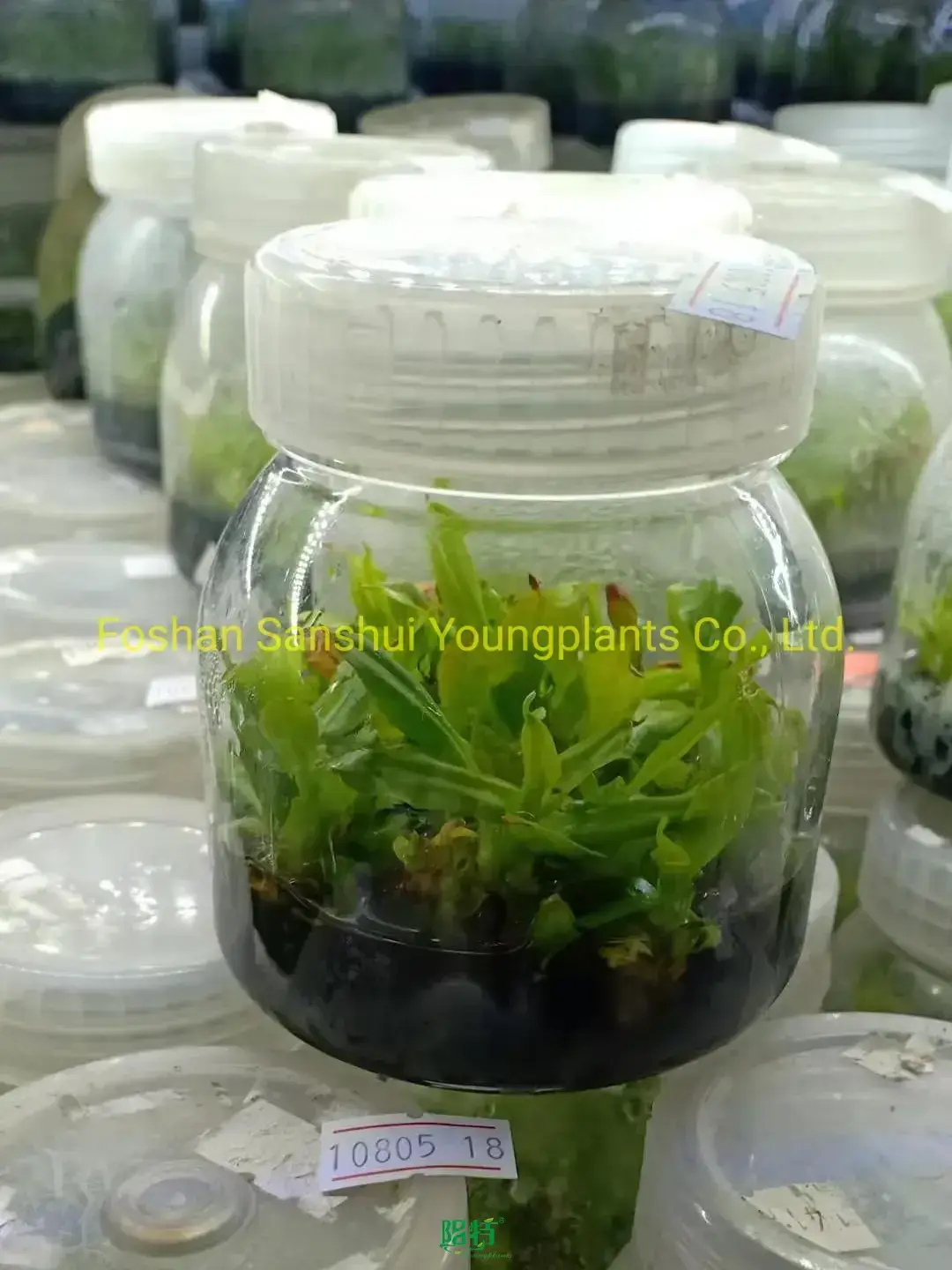 Nepenthes Alata Insects Trapper Tissue Culture Plant - Streamlined Manufacturing for Quality Results 1