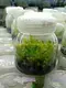 Nepenthes Alata Insects Trapper Tissue Culture Plant - Streamlined Manufacturing for Quality Results 1