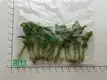 Syngonium Wendlandii: Real Live Natural Arrowhead Plant Water 1