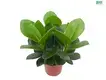 Clusia Rosea Wholesale Young Plants – Functionality & Aesthetics Combined! 1