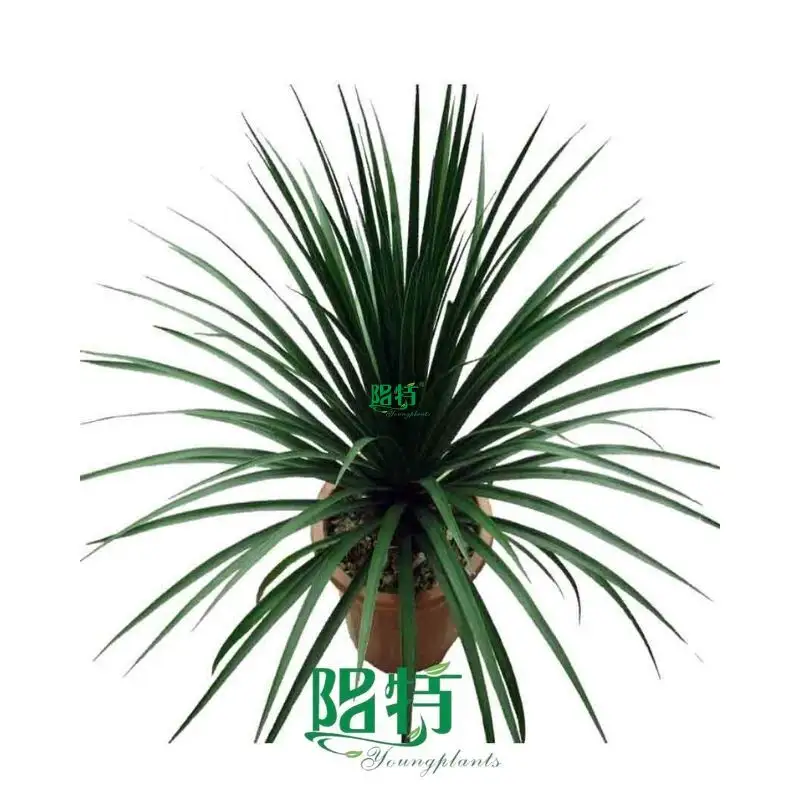 Dracaena Gold Cord Plants from China - Care Support Available 1