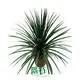 Dracaena Gold Cord Plants from China - Care Support Available 1