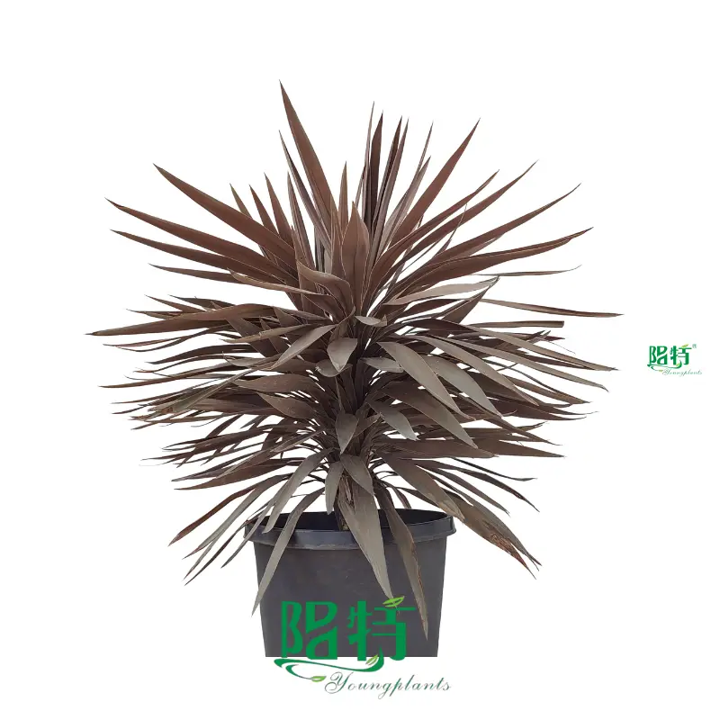 Purple Giant Cordyline - Exotic Hardy Plant Variety 1