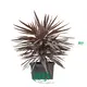 Purple Giant Cordyline - Exotic Hardy Plant Variety 1