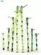Straight Lucky Bamboo 20cm Wholesale - Innovative Technology for Flower & Gardening 1