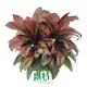 Compact Cordyline Plant - Bright Light, Water & Humidity Tips 1