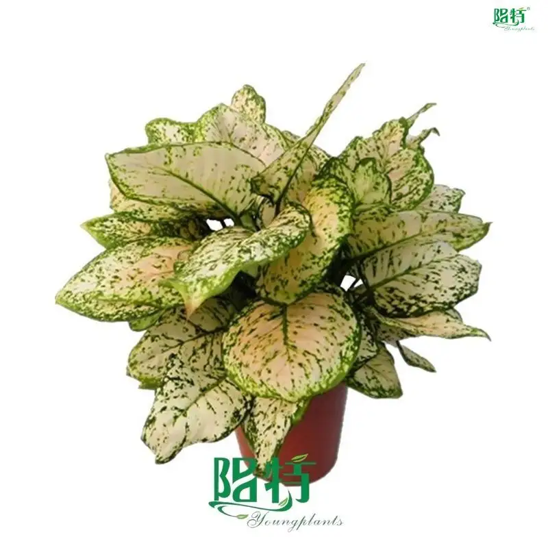 Red Aglaonema Eileen - Vibrant Colorful Foliage 1