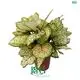 Red Aglaonema Eileen - Vibrant Colorful Foliage 1