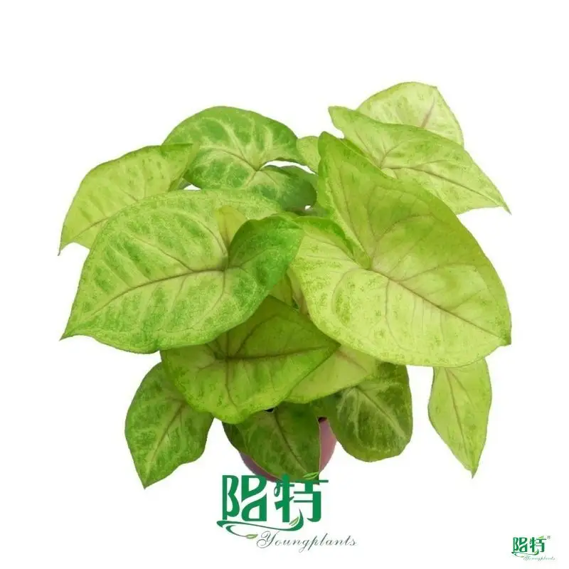 Arrowhead Plant - Strong & Versatile Gardening Solution 1