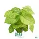 Arrowhead Plant - Strong & Versatile Gardening Solution 1