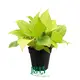 Homalomena Variety Wholesale - High Quality, Affordable Price 1