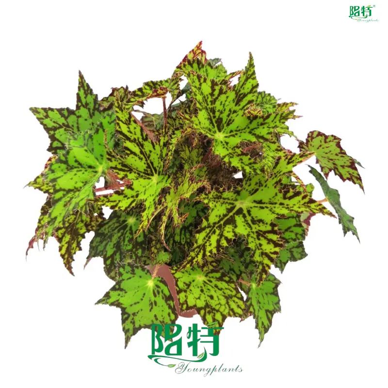 Begonia Wholesale: Colorful Perennials for Ornamental Gardens 1