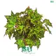 Begonia Wholesale: Colorful Perennials for Ornamental Gardens 1