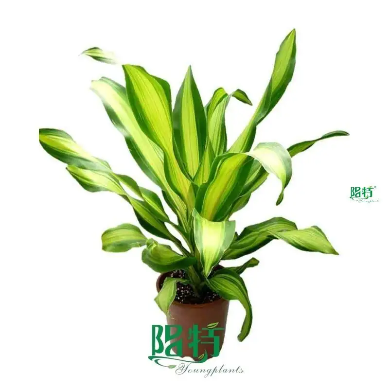Dracaena Gold Cord Plants: Wholesale Import from China 1