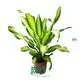 Dracaena Gold Cord Plants: Wholesale Import from China 1