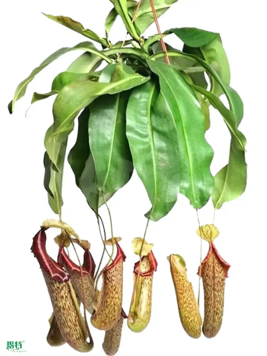 Miranda Fly Trapper Tray Indoor Nepenthes Plant 1
